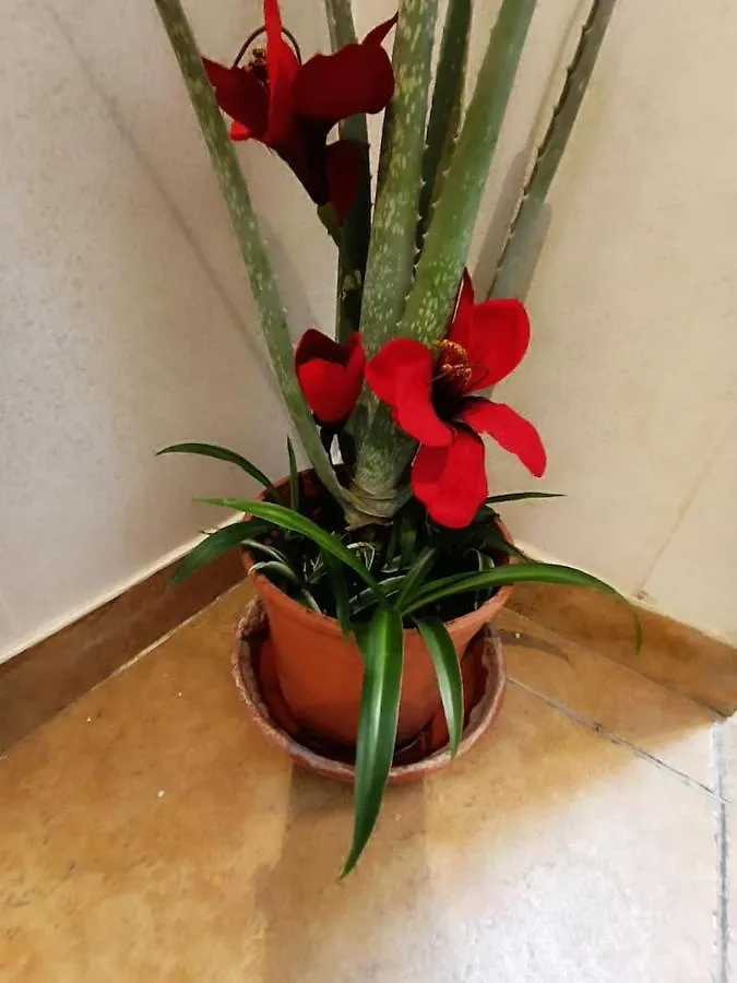 Corrala De San Anton. Arrayanes Apartman Granada